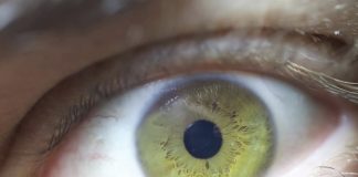 Prémios Pfizer distinguem investigação sobre cancro do estômago, retina e reprogramação celular