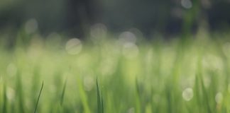 Fundão testa cápsula de trabalho camuflada na natureza para criar rede