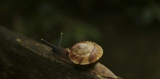 Mais de 1.300 caracóis em perigo de extinção reintroduzidos na ilha do Bugio, Madeira