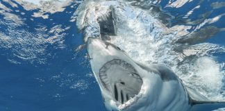 Tubarão mata turista que nadava fora de zona balnear no mar Vermelho no Egito