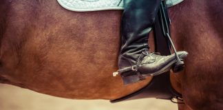 Parques de Sintra honrada com classificação da Arte Equestre Portuguesa pela UNESCO