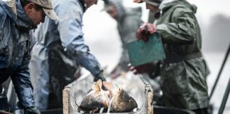 Pesca de bacalhau numa área da NAFO reabre após 32 anos