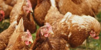 OMS preocupada com possível mutação do vírus da gripe aviária