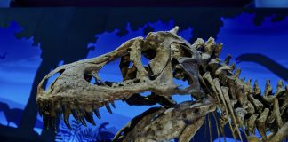 Entidades comprometem-se a estudar e preservar pegadas de dinossauros