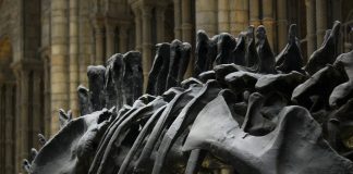 Descoberto novo dinossauro que viveu em Portugal há quase 150 milhões de anos