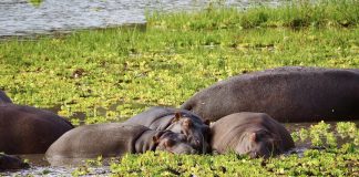 Cerca de 50 hipopótamos mortos por doença no Parque Nacional de Virunga na RDCongo