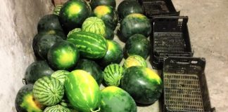 Alpiarça: Seis detidos por furto de uma tonelada de produtos agrícolas