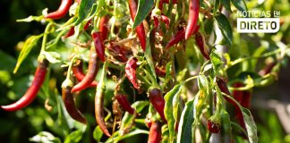 Piri‑Piri & Co.: A Força do Picante Feito no Algarve