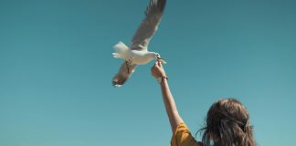 Gripe das aves chega à Lourinhã: gaivota confirma novo foco