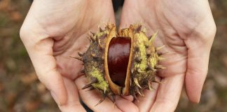 Início da colheita: primeiras castanhas do outono são apanhadas em Trás-os-Montes