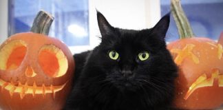 Prefeitura de Terrassa proíbe adoção de gatos pretos até novembro para evitar ‘rituais’ de Halloween