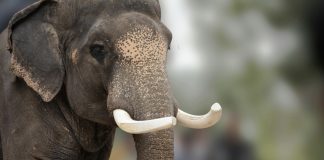 Gigantes ao Alentejo: santuário europeu de elefantes vai acolher animais de circos e zoológicos