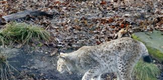 Fantasma do bosque mediterrâneo: lince-ibérico branco é captado pela primeira vez