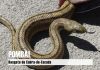 Cobra encontrada dentro de edifício público