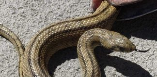 Cobra encontrada dentro de edifício público