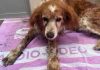 Um cão foi encontrado enterrado vivo em Mafra