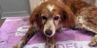 Um cão foi encontrado enterrado vivo em Mafra
