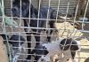 GNR resgata quatro cães em acampamentos ocasionais