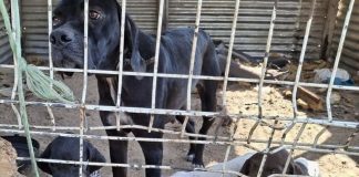 GNR resgata quatro cães em acampamentos ocasionais