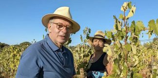 António José Seguro participa nas vindimas em Penamacor