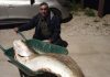 Corvina de 66 quilos capturada na Praia Grande, em Sintra