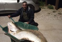 Corvina de 66 quilos capturada na Praia Grande, em Sintra